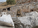 %_tempFileName2013-10-01_2_Ephesus-40%