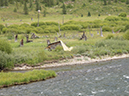 %_tempFileName2013-08-04_4_Madison_River_Hike-5%