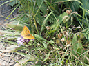 %_tempFileName2013-08-06_2_Pelican_Creek_Trail_Yellowstone_NP-4%