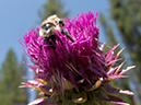 %_tempFileName2013-08-08_3_Grand_Teton_NP-12%